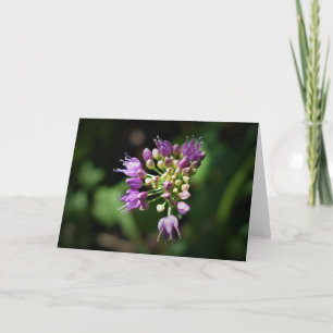 Allium, carte