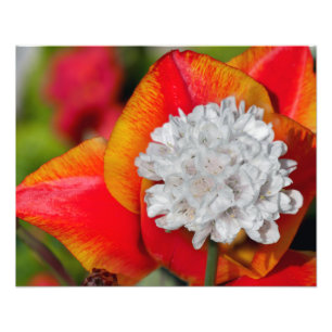 Allium flower foto afdruk