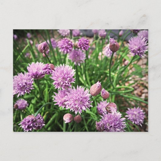Allium Flowers Briefkaart (Voorkant)