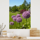 Allium Giganteums in the Garden Poster (Cuisine)