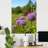 Allium Giganteums in the Garden Poster (Bureau à domicile)