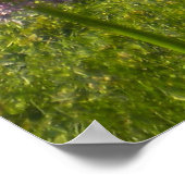 Allium Giganteums in the Garden Poster (Coin)