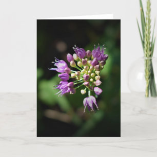 Allium, kaart