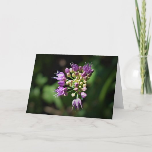 Allium, kaart (Voorkant)