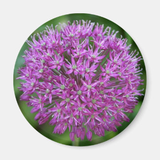 Allium Magneet