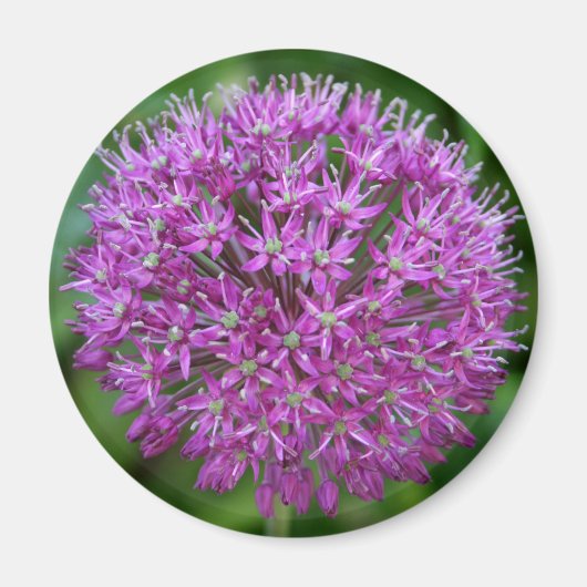 Allium Magneet (Voorkant)