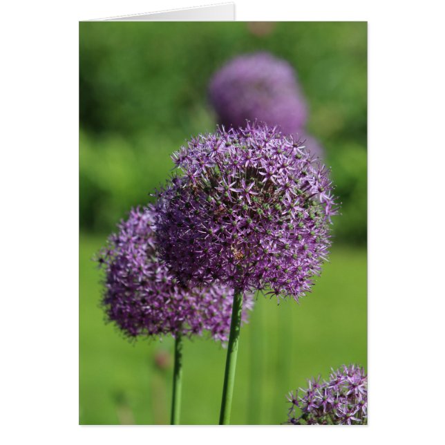 Allium paarse bloemenkaart (Voorkant)