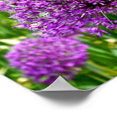 Allium pourpre, affiche (Coin)
