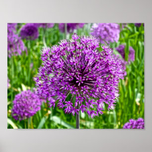 Allium pourpre, affiche