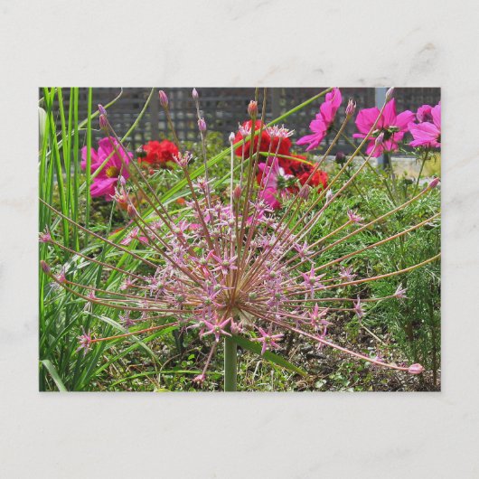 Allium Schubertii Briefkaart (Voorkant)
