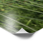 Allium van 19 x 13 inch foto afdruk (Hoek)