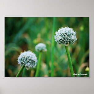 Allium, Wilde Ui Bloesem Poster
