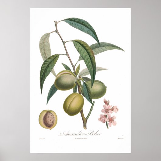 Almond, Amandier-pecher Poster (Voorkant)
