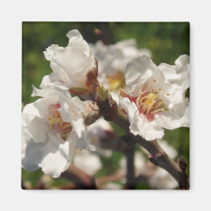 Almond Blosom Magnet Magneet