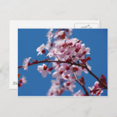 Almond Blossom Briefkaart (Voorkant / Achterkant)