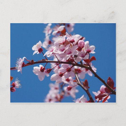 Almond Blossom Briefkaart (Voorkant)