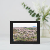 Almond blossom briefkaart - Chirivel, Spanje (Staand voorkant)