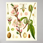 Almond Blossom German Botanical Poster (Voorkant)