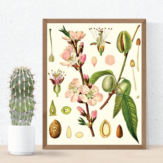 Almond Blossom German Botanical Poster