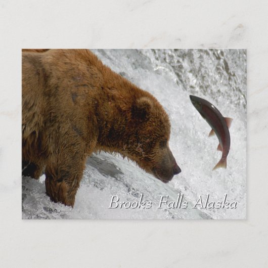 Almost, Brooks Falls Alaska  Briefkaart (Voorkant)