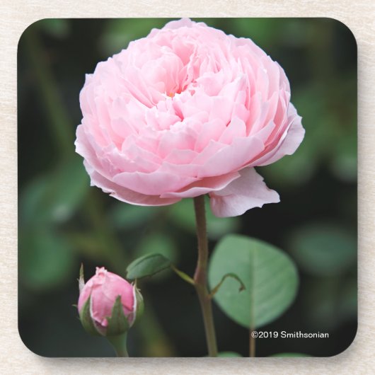 Alnwick Castle Roos Bier Onderzetter (Voorkant)