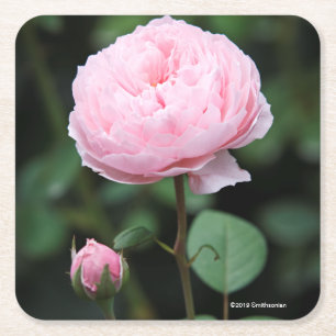 Alnwick Castle Roos Vierkante Kartonnen Onderzetter