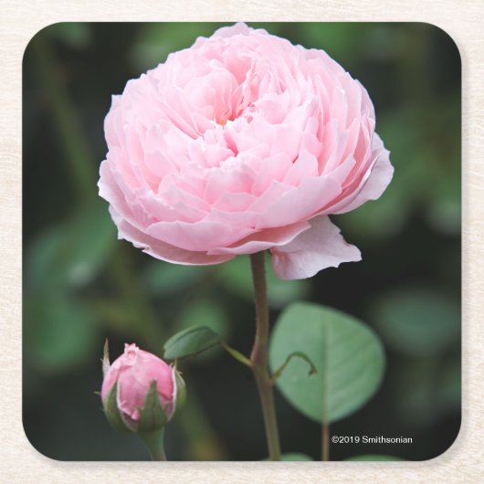 Alnwick Castle Roos Vierkante Kartonnen Onderzetter (Voorkant)