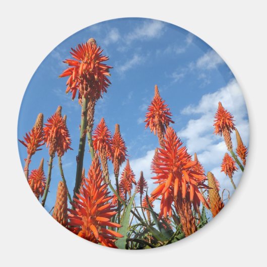 Aloe Arborescens aimant (Devant)