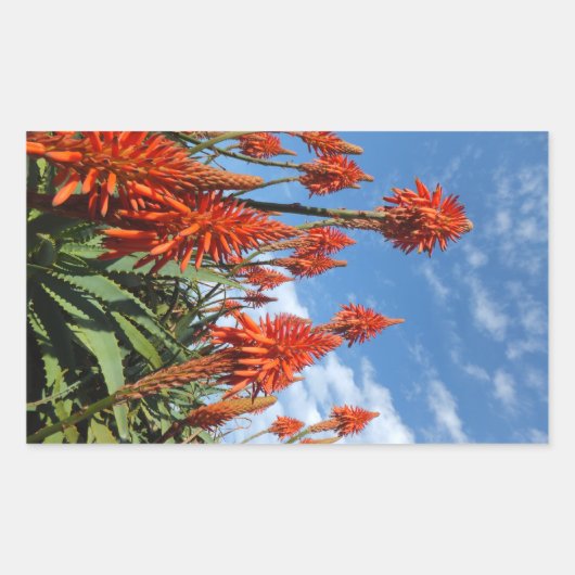 Aloe Arborescens stickers (Voorkant)