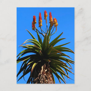 Aloe Blooming Briefkaart