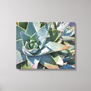 Aloe brevifolia van Debra Lee Baldwin Canvas Afdruk