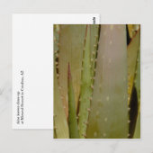 Aloe fermer carte postale (Devant / Derrière)