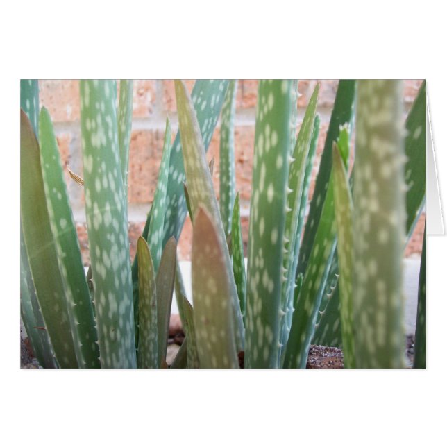 Aloe Forest (Voorkant Horizontaal)