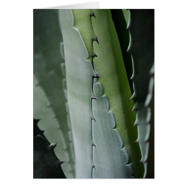 Aloe - Macro Fine Art-foto (Voorkant)