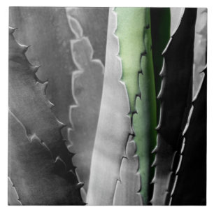 Aloe - Macro Fine Art-foto in zwart-wit Tegeltje