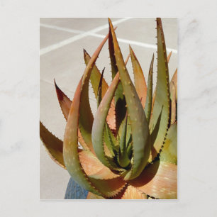 Aloe plant Briefkaart