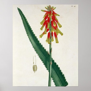 Aloe van 'Phytographie Medicale' door Joseph Roque Poster