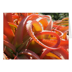 Aloe vanbalenii-kaart