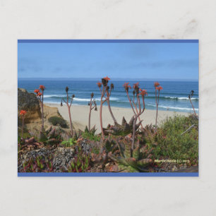 Aloe Vera en HMB   Carte postale Blue Beach Song™