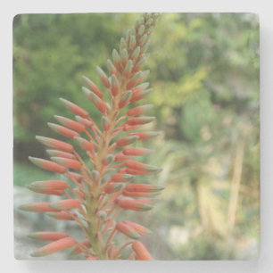 Aloe Vera Flower Blossom Photo Stone Onderzetter