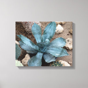 Aloë Vera Plant foto verpakt canvas print