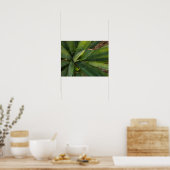 Aloe Vera Poster (Keuken)