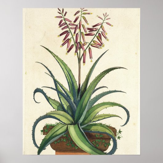 Aloe Vera Vulgaris uit 'Phytographia Curiosa', p Poster (Voorkant)