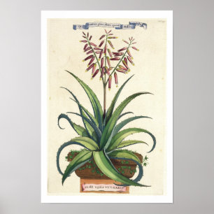 Aloe Vera Vulgaris uit 'Phytographia Curiosa', p Poster