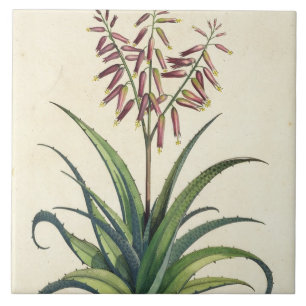 Aloe Vera Vulgaris uit 'Phytographia Curiosa', p Tegeltje