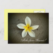 Aloha de Hawaii plumeria fleur simple carte postal (Devant / Derrière)
