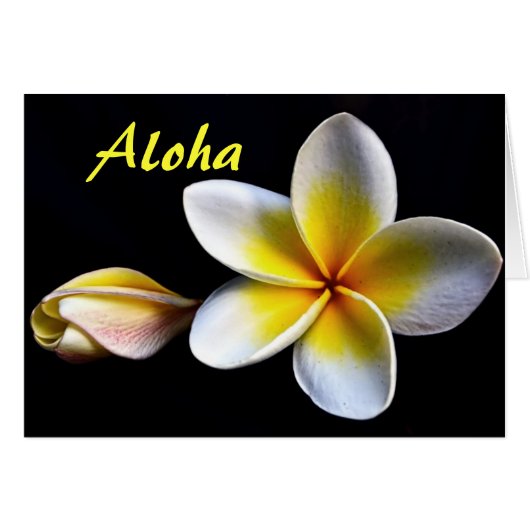Aloha Fleurs de Frangipanier Hawaïennes Plumerias (Devant horizontal)