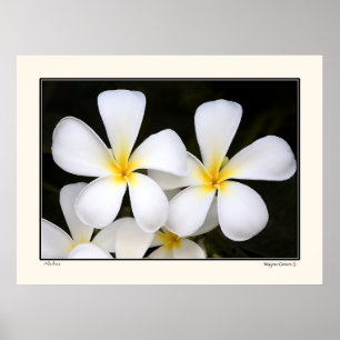 Aloha - Frangipani Blossom - Hawaii Poster
