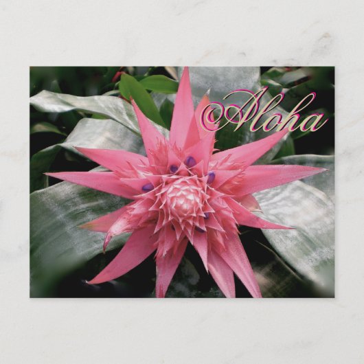 Aloha Greetings Tropical Bromeliad Briefkaart (Voorkant)