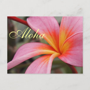 Aloha Hawaïaanse Frangipane Bloesems Plumeria's Briefkaart